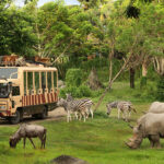 bali safari and marine park
