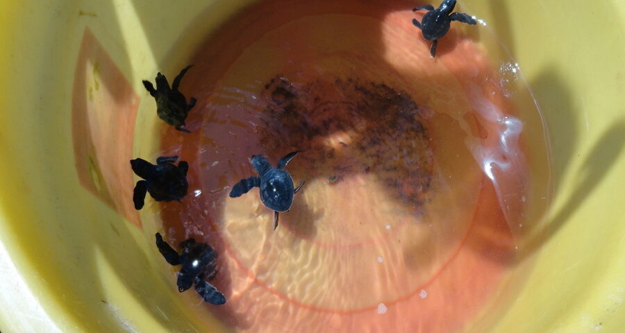 kurma asih turtle conservation center - jembrana interesting places to visit - bali touristic