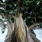 bali attraction - bayan tree - bali touristic