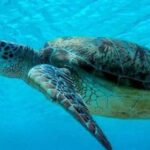 turtle island bali- bali touristic