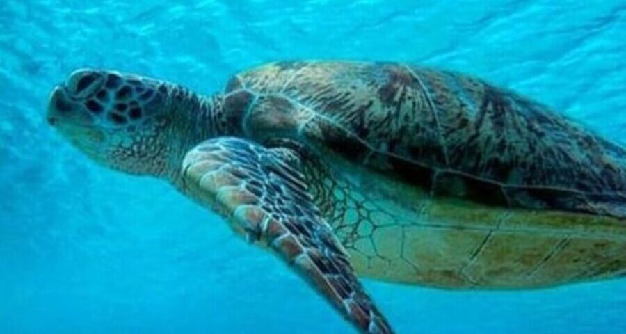turtle island bali- bali touristic
